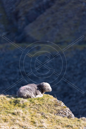Steel Knotts Field Herdwick Ewe