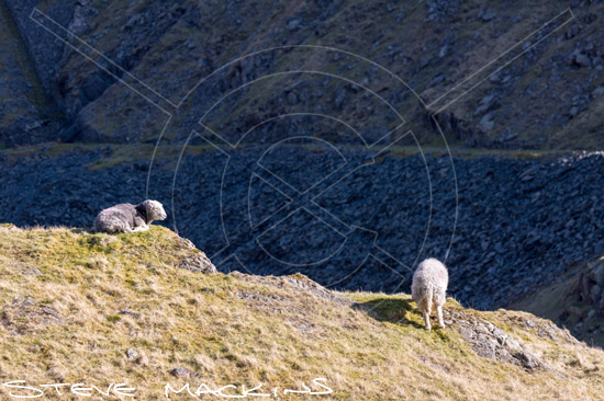 Hayton (Brampton) Valley Herdwick Sheep