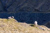 Herdy Art, Lakeland Herdy Artworks, Herdwick Sheep Prints, Herdy Sheep Artist, Herdwick Wall Art, Herdwick Sheep Oil Painting, Herdwick Sheep Art Studio, Herdy Ewe, Lakeland Sheep, Herdwick Artwork, Herdy Wall Art, Herdwick Sheep, Herdwick Sheep Sketch, Herdwick, Herdwick Sheep Oil Pastels, Herdy Sketch, Herdy, Herdwick, Mixed-Media Herdy Art, Herdwick Sheep Art, Herdy Sketches, Herdwick Drawings, Herdwick Sheep Oil Painting, Herdies, Cleator Moor, Kendal, Blencarn, Haystacks, Swinside, Kentmere Pike, Dovenby, Ings, Cartmel Fell, Muncaster Fell, Brown Pike, Windermere, Dollywaggon Pike, Ulvers