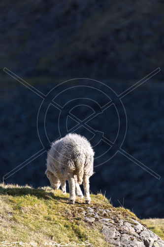 Hayton (Aspatria) Field Herdwick Ewe