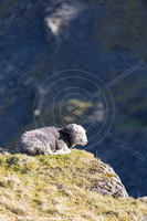 Herdwick, Herdwick Sheep Oil Painting, Herdwick Sheep Oil Painting, Herdwick Drawings, Lakeland Sheep, Herdy Sketches, Herdy, Herdy Wall Art, Herdwick Sheep Prints, Herdwick Sheep, Herdwick Sheep Acrylic Paintings, Herdy Art, Herdwick Sheep Oil Pastels, Herdwick Sheep Art Studio, Herdwick Sheep Art, Herdy Sketch, Herdy Sheep Artist, Herdies, Mixed-Media Herdy Art, Herdy Ewe, Herdwick, Herdwick Sheep Sketch, Herdwick Wall Art, Lakeland Herdy Artworks, Arlecdon, Roa Island, Kentmere, Bampton Grange, Bigrigg, Watch Hill, Wythburn, Raughton Head, Branthwaite (Workington), Aldingham, Bleaberry Fell