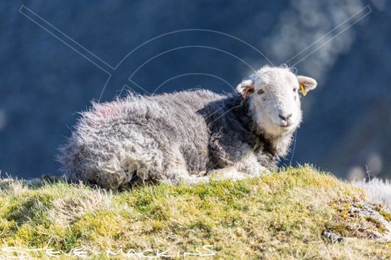 Caldbeck Field Herdwick