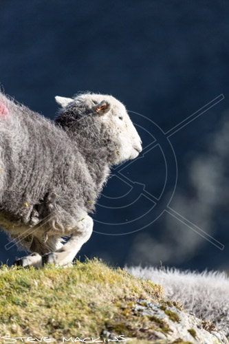 Colthouse Valley Herdwick Ewe