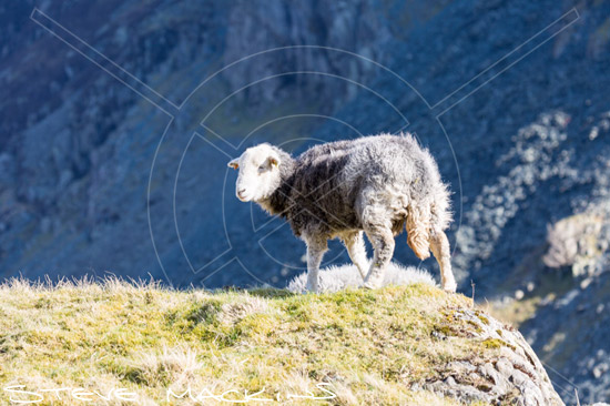 Brandreth Farm Herdwick Sheep