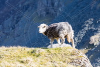 Herdwick Sheep Prints, Herdwick, Herdwick Sheep Oil Painting, Herdy, Herdwick Drawings, Lakeland Herdy Artworks, Herdwick Sheep Art Studio, Herdy Sketches, Herdy Sheep Artist, Herdy Sketch, Herdwick Sheep Sketch, Herdies, Herdy Wall Art, Herdwick Wall Art, Herdwick Sheep Oil Painting, Lakeland Sheep, Herdwick, Herdwick Sheep Acrylic Paintings, Herdwick Sheep, Mixed-Media Herdy Art, Herdwick Sheep Oil Pastels, Herdwick Artwork, Herdy Ewe, Herdy Art, Ullscarf, Barf, Pillar, Boot, Great Crag, Staveley (Kendal), Whitfell, Little Hart Crag, Great Cockup, Lupton, Blencarn, Castle Crag, Hartsop Dodd,