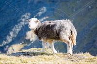 Herdwick Drawings, Herdwick Sheep, Herdwick Sheep Sketch, Herdwick Sheep Prints, Herdy Sketch, Herdwick Sheep Acrylic Paintings, Herdwick Sheep Oil Painting, Herdwick Sheep Art Studio, Lakeland Sheep, Herdy Art, Lakeland Herdy Artworks, Herdy, Herdwick Sheep Oil Pastels, Herdy Ewe, Herdwick Sheep Art, Herdwick Sheep Oil Painting, Herdy Wall Art, Herdwick Artwork, Herdies, Herdwick Wall Art, Herdy Sketches, Herdwick, Mixed-Media Herdy Art, Herdy Sheep Artist, Bridekirk, Whitbeck, Bothel, Old Town, Fairfield, Stanah, Great Gable, Newton Arlosh, Routenbeck, Shipman Knotts, Grasmoor, Seathwaite (D