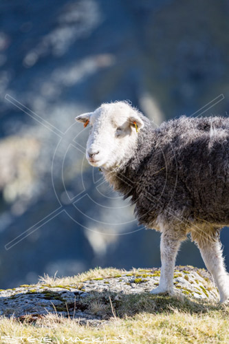 Heron Pike Field Herdwick Sheep