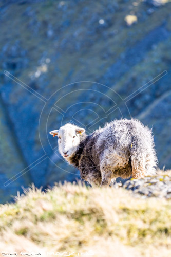 Hen Comb Field Herdwick Ewe
