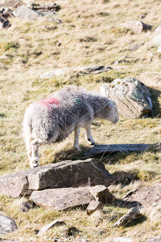 Slight Side Field Herdwick Ewe