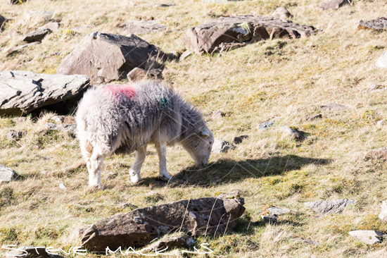 Kirkby Thore Herdwick Sheep