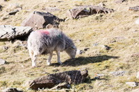 Herdwick Artwork, Herdwick, Herdwick Sheep Prints, Herdy Art, Herdwick Sheep Art Studio, Herdwick Sheep Oil Pastels, Herdwick, Herdwick Sheep Oil Painting, Herdwick Drawings, Herdwick Sheep Sketch, Herdy Sheep Artist, Lakeland Herdy Artworks, Herdwick Sheep, Herdy Ewe, Herdy Wall Art, Herdy Sketch, Herdwick Sheep Art, Herdies, Herdy, Mixed-Media Herdy Art, Herdwick Sheep Oil Painting, Herdy Sketches, Lakeland Sheep, Herdwick Wall Art, Watch Hill, Calder Bridge, Cartmel, High Seat, Biggar, Vickerstown, Ousby, Lakeside, Kentmere Pike, Hethersgill, Crooklands, Oxenholme,  Lake District.