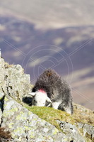 Mixed-Media Herdy Art, Herdy Sketches, Herdy Art, Herdy, Herdwick, Herdwick Sheep Oil Painting, Herdwick Sheep Oil Pastels, Herdwick, Herdwick Drawings, Herdwick Sheep Prints, Lakeland Sheep, Herdies, Herdwick Sheep Art, Herdwick Sheep Acrylic Paintings, Herdy Sheep Artist, Herdwick Sheep, Herdwick Sheep Sketch, Herdy Ewe, Herdwick Sheep Oil Painting, Herdwick Sheep Art Studio, Lakeland Herdy Artworks, Herdwick Artwork, Herdy Wall Art, Herdwick Wall Art, Black Fell, Braithwaite, Ling Fell, High Stile, Kearstwick, Hartley, Gray Crag, Beda Fell, Esk Pike, Gilcrux, Silver How, Glaramara, Brockley