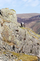 Herdwick Sheep Art, Herdwick Sheep, Lakeland Herdy Artworks, Herdy Sketches, Herdy Ewe, Herdwick, Herdy Sheep Artist, Herdwick Sheep Oil Pastels, Herdwick Sheep Prints, Mixed-Media Herdy Art, Herdy Sketch, Herdwick, Herdwick Sheep Acrylic Paintings, Lakeland Sheep, Herdies, Herdwick Sheep Art Studio, Herdwick Sheep Oil Painting, Herdy Art, Herdwick Sheep Sketch, Herdwick Artwork, Herdwick Sheep Oil Painting, Herdy Wall Art, Herdwick Wall Art, Herdwick Drawings, Hen Comb, Banks, Allonby, Newby Bridge, Red Pike (Buttermere), Boustead Hill, Brown Pike, Helm Crag, Great Broughton, Holme Fell, Matt