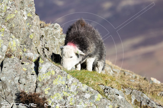Ling Fell Herdwick Sheep