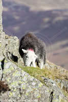 Herdy, Herdy Art, Herdwick, Herdy Sheep Artist, Herdwick Sheep Oil Pastels, Herdwick Drawings, Herdy Ewe, Herdwick Sheep Art Studio, Herdy Sketches, Lakeland Herdy Artworks, Herdwick, Herdwick Sheep Acrylic Paintings, Lakeland Sheep, Herdies, Herdy Wall Art, Herdwick Sheep Art, Herdy Sketch, Herdwick Sheep Sketch, Herdwick Artwork, Mixed-Media Herdy Art, Herdwick Sheep Oil Painting, Herdwick Sheep, Herdwick Sheep Prints, Herdwick Sheep Oil Painting, Brim Fell, Green Gable, Great Broughton, Crosby Ravensworth, Kirkland (Frizington), Thunacar Knott, Lindal in Furness, Nether Wasdale, Catbells, H