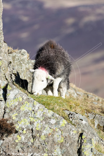 Whicham Valley Herdwick Ewe