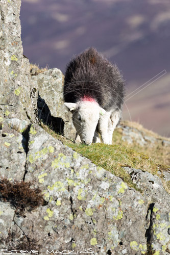 Hartsop Dodd Valley Herdwick Ewe