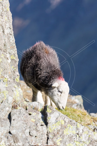 The Nab Valley Herdwick Ewe