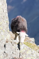 Lakeland Herdy Artworks, Herdwick, Herdwick Sheep Sketch, Herdwick Sheep Art Studio, Herdy Sketch, Herdwick Sheep Prints, Mixed-Media Herdy Art, Herdy Sheep Artist, Herdy Wall Art, Herdwick Sheep Oil Pastels, Herdy Art, Herdwick Drawings, Herdy, Herdwick, Herdwick Sheep Art, Herdies, Herdwick Artwork, Herdwick Sheep Oil Painting, Herdwick Sheep Oil Painting, Herdwick Sheep Acrylic Paintings, Herdwick Wall Art, Herdy Sketches, Lakeland Sheep, Herdy Ewe, Pennington, Place Fell, Hopegill Head, Brock Crags, Lindal in Furness, Swarthmoor, Holker, Grike, Swinside, Calthwaite, Little Mell Fell, Skelt