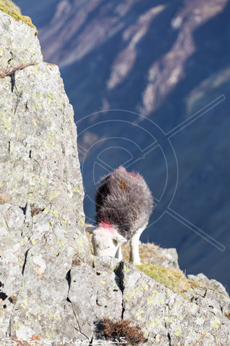 Rest Dodd Valley Herdwick Sheep - Lake District Sheep Photo - Art Prints Rest Dodd Valley Herdwick Sheep