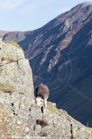 Herdwick Sheep Prints, Herdwick Sheep Oil Painting, Herdwick Wall Art, Herdwick Sheep Art Studio, Mixed-Media Herdy Art, Herdwick Sheep Sketch, Lakeland Herdy Artworks, Herdy Ewe, Herdwick Artwork, Herdwick Sheep Oil Pastels, Herdwick Sheep Oil Painting, Herdwick Sheep, Herdies, Herdy Sketch, Herdy Sketches, Lakeland Sheep, Herdwick Sheep Acrylic Paintings, Herdwick, Herdy Sheep Artist, Herdy Wall Art, Herdy Art, Herdwick Drawings, Herdwick, Herdy, Applethwaite, Heron Pike, Frizington, Grisedale Pike, Far Sawrey, Kirkland (Penrith), Westnewton, Ackenthwaite, Hartsop Dodd, Broughton Beck, Clibu