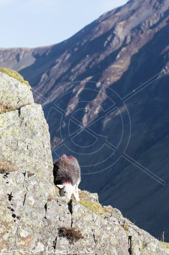 Dufton Field Herdwick Sheep - Lake District Sheep Photo - Art Prints Dufton Field Herdwick Sheep