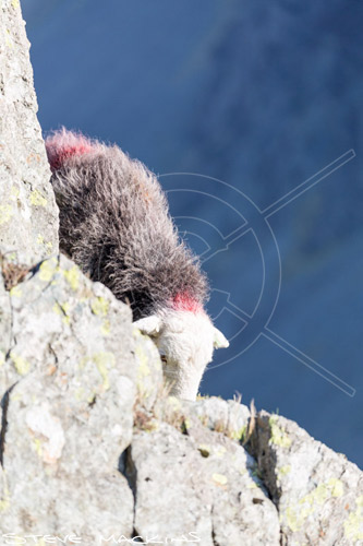 Arnison Crag Herdwick Ewe