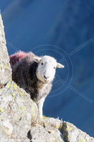 Herdy Art, Herdwick Artwork, Herdwick Sheep Oil Painting, Herdwick Sheep Art, Herdwick Sheep Art Studio, Mixed-Media Herdy Art, Herdy, Herdy Ewe, Herdy Sketch, Herdwick Sheep, Herdies, Herdwick Drawings, Herdwick, Herdwick Sheep Oil Pastels, Herdwick Sheep Acrylic Paintings, Herdy Wall Art, Lakeland Sheep, Herdwick Wall Art, Lakeland Herdy Artworks, Herdwick Sheep Prints, Herdwick, Herdy Sheep Artist, Herdwick Sheep Sketch, Herdwick Sheep Oil Painting, Haverthwaite, Rydal, Old Hutton, Red Screes, Millbeck (Keswick), Great Musgrave, Lazonby, Hart Side, Arnside, Lake District, Moresby, Kendal, M