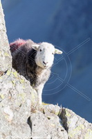 Herdwick Sheep Oil Painting, Herdwick Drawings, Herdwick Sheep Acrylic Paintings, Herdies, Herdwick Sheep Oil Painting, Herdy Sketch, Herdwick Sheep Oil Pastels, Herdwick, Herdwick Artwork, Herdy Ewe, Lakeland Sheep, Herdy, Herdwick Sheep Art Studio, Herdwick Sheep Prints, Mixed-Media Herdy Art, Herdy Sketches, Herdy Wall Art, Herdwick Sheep Art, Herdy Sheep Artist, Herdwick Sheep Sketch, Lakeland Herdy Artworks, Herdwick Wall Art, Herdy Art, Herdwick, Lakeland, Ill Bell, Low Hesket, Mungrisdale Common, Mellbreak, Spark Bridge, Haverigg, Great Orton, Staveley (Kendal), Barrow-In-Furness, Coteh