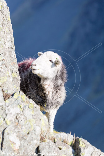 Barrow Valley Herdwick Ewe