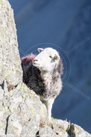 Herdwick Sheep Oil Pastels, Herdy Ewe, Herdwick Sheep Prints, Herdwick Sheep Art, Mixed-Media Herdy Art, Herdy Sketch, Lakeland Herdy Artworks, Herdy Art, Lakeland Sheep, Herdy, Herdy Sheep Artist, Herdwick Sheep Acrylic Paintings, Herdwick, Herdy Wall Art, Herdwick, Herdwick Drawings, Herdwick Sheep Oil Painting, Herdwick Sheep Art Studio, Herdwick Artwork, Herdwick Sheep Oil Painting, Herdies, Herdwick Sheep, Herdy Sketches, Herdwick Wall Art, Lingmoor Fell, Lank Rigg, Leece, Plumbland, High Raise, Branthwaite (Workington), Brougham, Routenbeck, High Pike (Scandale), Keswick, Hallbankgate, W