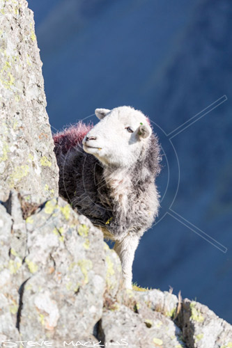 Backbarrow Farm Herdwick Sheep