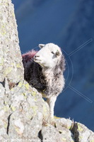 Herdwick Sheep Oil Painting, Herdwick Sheep Art, Herdy, Herdwick Sheep Oil Pastels, Herdwick, Herdies, Herdwick Wall Art, Herdy Sketch, Herdy Ewe, Herdwick Drawings, Mixed-Media Herdy Art, Herdwick Sheep Prints, Herdwick Artwork, Herdy Sketches, Lakeland Herdy Artworks, Herdwick Sheep Oil Painting, Herdy Sheep Artist, Herdwick Sheep Acrylic Paintings, Herdy Art, Herdwick Sheep Art Studio, Herdwick Sheep, Lakeland Sheep, Herdwick Sheep Sketch, Herdwick, Wether Hill, Glaramara, Far Sawrey, Beckermet, Lupton, Oxen Park, Durdar, Harter Fell, Eskdale, Kidsty Pike, Blea Rigg, Brandreth, Oxenholme,  