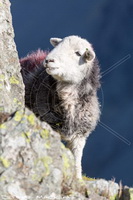 Herdwick Sheep Prints, Herdwick Sheep Oil Painting, Mixed-Media Herdy Art, Herdy Sketches, Herdwick Artwork, Herdwick Sheep Oil Pastels, Herdwick Drawings, Lakeland Herdy Artworks, Herdwick Sheep Sketch, Herdy Ewe, Herdwick Sheep Oil Painting, Lakeland Sheep, Herdy Wall Art, Herdwick Wall Art, Herdwick, Herdy Art, Herdy, Herdwick, Herdy Sketch, Herdwick Sheep Art, Herdwick Sheep Acrylic Paintings, Herdwick Sheep Art Studio, Herdy Sheep Artist, Herdwick Sheep, Crosthwaite, Raughton Head, Brigflatts, Waterhead, Brisco, Blencogo, Allen Crags, Buck Pike, Eamont Bridge, Dovenby, Ackenthwaite, Wreay