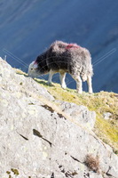 Herdy Ewe, Herdwick Sheep, Herdy Art, Herdy Sketches, Herdwick, Herdwick Drawings, Herdwick Sheep Art, Herdy, Herdy Sketch, Herdwick Sheep Oil Pastels, Mixed-Media Herdy Art, Herdwick Sheep Art Studio, Herdwick Artwork, Lakeland Herdy Artworks, Herdwick Sheep Oil Painting, Herdwick Sheep Prints, Lakeland Sheep, Herdies, Herdwick Wall Art, Herdwick, Herdwick Sheep Acrylic Paintings, Herdy Sheep Artist, Herdy Wall Art, Herdwick Sheep Oil Painting, Glassonby, Crooklands, Rydal, Blencogo, Stonethwaite, Waterhead, Carl Side, Middle Dodd, Long Marton, Welton, Seascale, Holmrook, Mosedale, Seaton, Bo