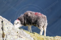 Herdy Sketch, Herdwick Sheep Oil Painting, Herdwick Sheep, Herdy Art, Herdy, Herdwick, Herdy Ewe, Herdwick Wall Art, Herdwick Sheep Acrylic Paintings, Herdwick Sheep Prints, Herdwick Sheep Art, Herdies, Herdy Sheep Artist, Herdy Wall Art, Lakeland Herdy Artworks, Herdy Sketches, Herdwick Sheep Oil Pastels, Mixed-Media Herdy Art, Lakeland Sheep, Herdwick Drawings, Herdwick Sheep Oil Painting, Herdwick Sheep Sketch, Herdwick, Herdwick Artwork, Carlisle, Hartsop Dodd, Cumwhitton, Cumwhinton, Far Arnside, Cleator Moor, Great Cockup, Skelton, High Rigg, Hindscarth, Aldingham, Newton Arlosh, Saint S