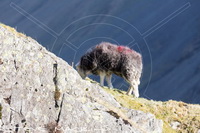 Mixed-Media Herdy Art, Lakeland Sheep, Herdwick Sheep Prints, Herdy Sketches, Herdy Art, Herdwick Sheep Art Studio, Herdwick Drawings, Herdies, Herdwick Sheep Acrylic Paintings, Herdy Sketch, Herdwick Sheep Oil Painting, Herdwick Sheep Art, Herdy Ewe, Herdwick Sheep Oil Pastels, Herdwick, Herdy Sheep Artist, Herdwick, Lakeland Herdy Artworks, Herdwick Artwork, Herdwick Sheep, Herdy, Herdwick Sheep Sketch, Herdwick Wall Art, Herdy Wall Art, Crosscanonby, Knott, The, Loadpot Hill, Embleton, Bassenthwaite, Lazonby, Whitehaven, Seatoller, Branstree, Wetherlam, Fleetwith Pike, Silloth, Caudale Moor