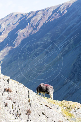 Backbarrow Valley Herdwick