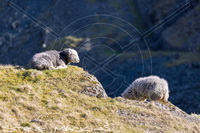 Herdwick, Herdy Sketches, Herdwick Sheep Sketch, Herdwick Sheep Prints, Herdwick Sheep Art, Lakeland Sheep, Herdy, Herdwick Sheep Oil Pastels, Herdwick Wall Art, Herdwick Sheep Art Studio, Herdy Art, Lakeland Herdy Artworks, Mixed-Media Herdy Art, Herdwick Sheep Oil Painting, Herdwick Drawings, Herdwick Sheep Acrylic Paintings, Herdy Wall Art, Herdy Sketch, Herdwick Artwork, Herdy Sheep Artist, Herdwick Sheep, Herdy Ewe, Herdies, Herdwick, Long Marton, Bleaberry Fell, Boot, Colthouse, Irton with Santon, Blencathra, Place Fell, Scoat Fell, Levens, Hayton (Brampton), Knott, Ayside,  Lake Distric