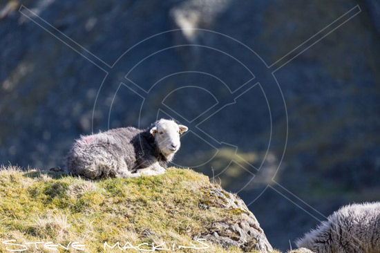 Barrow Herdwick Ewe - Lake District Sheep Photo - Art Prints Barrow Herdwick Ewe