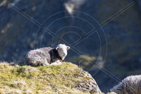 Herdy Sketches, Herdwick Sheep, Herdy Sketch, Herdwick, Herdwick Wall Art, Herdwick Sheep Oil Pastels, Herdy Wall Art, Herdwick Drawings, Herdwick Sheep Art, Herdy, Herdwick Sheep Oil Painting, Herdy Art, Herdy Sheep Artist, Herdies, Herdy Ewe, Herdwick, Herdwick Sheep Art Studio, Herdwick Sheep Acrylic Paintings, Herdwick Sheep Sketch, Herdwick Artwork, Herdwick Sheep Prints, Mixed-Media Herdy Art, Herdwick Sheep Oil Painting, Lakeland Sheep, High Hartsop Dodd, Longtown, Helton, Catbells, Cartmel Fell, Arkleby, Allen Crags, Seathwaite (Borrowdale), Green Crag, Barrow-In-Furness, Scar Crags, H