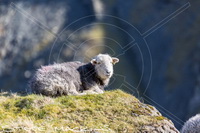 Herdwick Sheep Prints, Lakeland Herdy Artworks, Herdwick Artwork, Herdwick Sheep Art, Herdy, Herdy Sketch, Herdies, Herdy Wall Art, Herdwick Drawings, Herdwick Wall Art, Herdwick Sheep Oil Painting, Herdwick, Herdy Art, Herdy Sketches, Herdwick Sheep Sketch, Herdwick, Lakeland Sheep, Herdwick Sheep Oil Pastels, Herdy Ewe, Herdy Sheep Artist, Herdwick Sheep Acrylic Paintings, Herdwick Sheep Art Studio, Herdwick Sheep, Herdwick Sheep Oil Painting, Nenthead, Newton Reigny, Sedgwick, Far Arnside, Wigton, Hen Comb, Hallin Fell, Carrock Fell, Bonscale Pike, Whin Rigg, Barton, Harter Fell, Eskdale, B