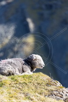 Herdwick Sheep, Herdwick Sheep Oil Painting, Herdy Sketches, Mixed-Media Herdy Art, Herdwick Drawings, Herdy Sheep Artist, Herdies, Herdwick Sheep Sketch, Herdy, Herdy Wall Art, Herdwick Sheep Oil Pastels, Herdwick, Herdwick Sheep Acrylic Paintings, Herdwick Sheep Art, Herdy Ewe, Herdwick Artwork, Herdy Art, Herdwick Sheep Art Studio, Herdwick Wall Art, Herdwick Sheep Prints, Herdwick Sheep Oil Painting, Herdy Sketch, Lakeland Herdy Artworks, Lakeland Sheep, Witherslack, Bridekirk, Broughton Moor, Waberthwaite, Rockcliffe, Kirkoswald, Santon Bridge, Pavey Ark, Mardale Ill Bell, Selside Pike, B