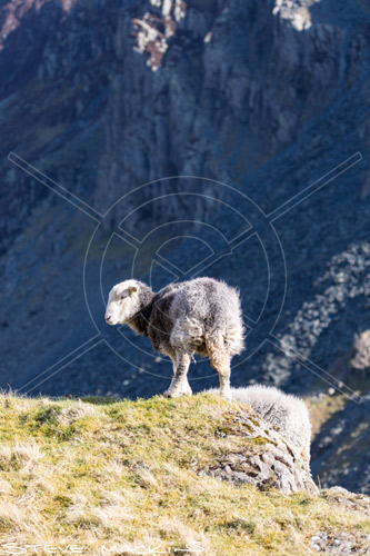Gibson Knott Farm Herdwick Ewe