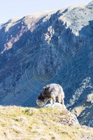 Herdwick Sheep Oil Painting, Mixed-Media Herdy Art, Herdwick Sheep Oil Painting, Herdwick Sheep Sketch, Herdy Sketches, Herdwick, Herdwick Wall Art, Herdy Ewe, Herdies, Herdwick Drawings, Herdwick Sheep Art Studio, Herdy Sheep Artist, Herdy, Herdwick Sheep, Herdwick Sheep Oil Pastels, Herdy Wall Art, Herdwick Sheep Prints, Herdwick Sheep Acrylic Paintings, Herdy Sketch, Herdwick, Lakeland Sheep, Herdwick Sheep Art, Lakeland Herdy Artworks, Herdwick Artwork, Temple Sowerby, High Stile, Crosscanonby, Newton Reigny, Milburn, Birks, Steel Knotts, Witherslack, Great Ormside, Low Fell, Grange Fell, 