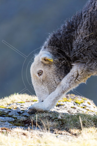 Little Mell Fell Farm Herdwick Ewe
