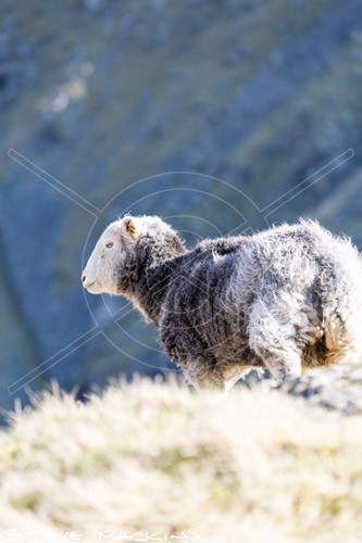 Whiteless Pike Valley Herdwick Ewe