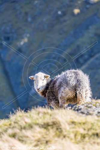 Lorton (High and Low) Field Herdwick Sheep