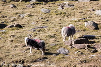Herdwick Sheep Sketch, Herdy Sketch, Herdwick Wall Art, Herdwick Sheep Acrylic Paintings, Herdwick Sheep Oil Painting, Herdy Sheep Artist, Herdy Art, Mixed-Media Herdy Art, Herdy Wall Art, Herdwick Sheep Oil Painting, Herdy Sketches, Herdwick Sheep, Herdwick Drawings, Herdwick, Herdwick Sheep Art Studio, Lakeland Herdy Artworks, Herdwick Sheep Prints, Herdwick Sheep Art, Herdy, Herdies, Lakeland Sheep, Herdwick, Herdwick Artwork, Herdwick Sheep Oil Pastels, Clough Head, Scotby, Glenridding Dodd, Brougham, Barrow, Kidsty Pike, Edenhall, Isle of Walney, Ravenglass, Crag Fell, Dendron, Dent, Kirk