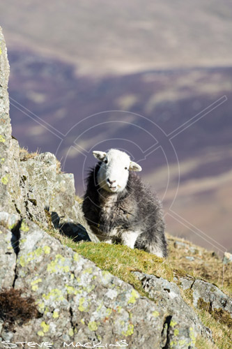 Long Marton Farm Herdwick